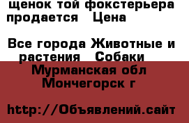 щенок той-фокстерьера продается › Цена ­ 25 000 - Все города Животные и растения » Собаки   . Мурманская обл.,Мончегорск г.